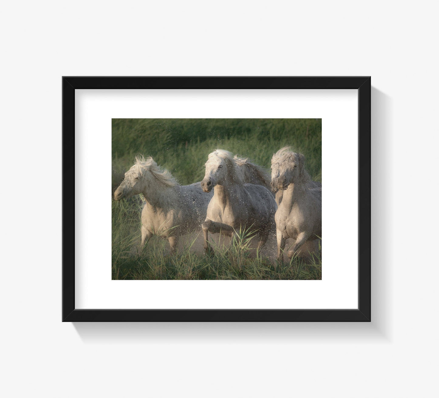 Fränzi Raufer Photography Bild Wandbild weisse Pferde der Camargue, Frankreich