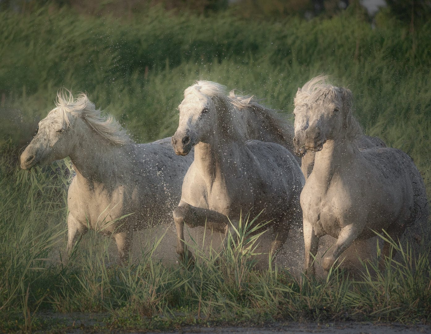 Fränzi Raufer Photography Bild Wandbild weisse Pferde der Camargue, Frankreich